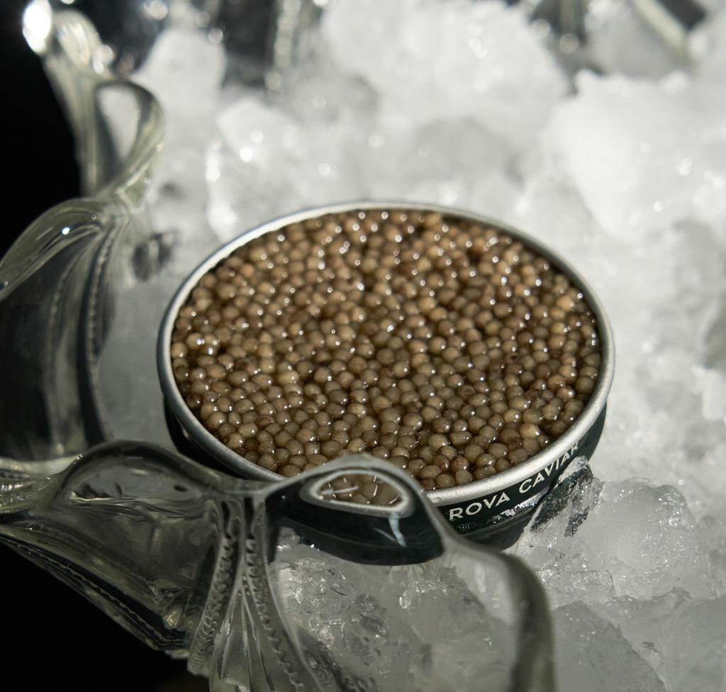 Boîte de caviar Shipova aux teintes claires ouverte sur lit de glaçon