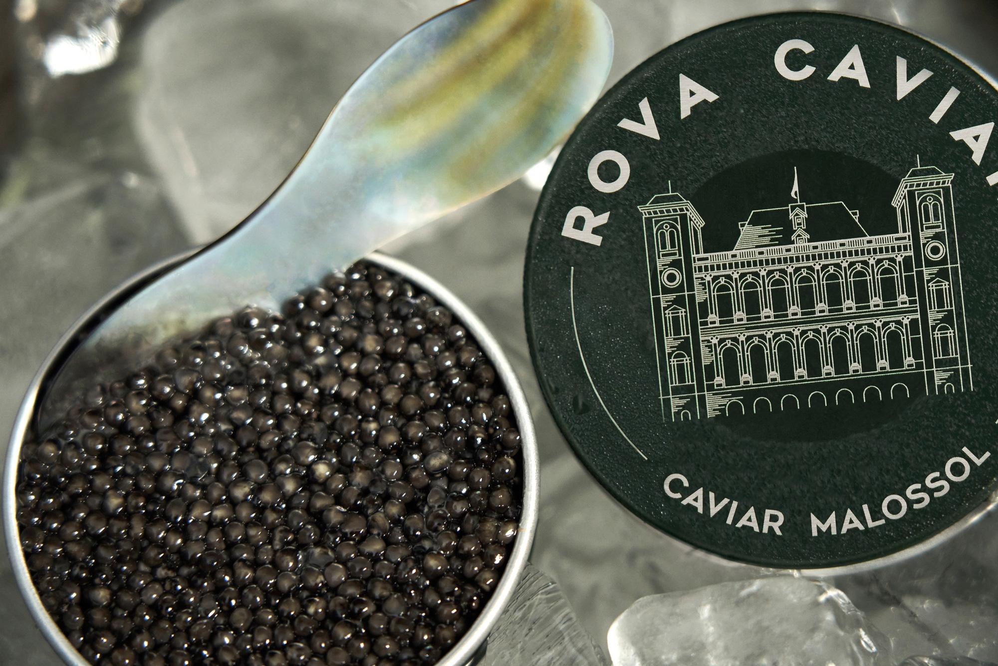Boîte de caviar ouverte de Persicus aux reflets verts 