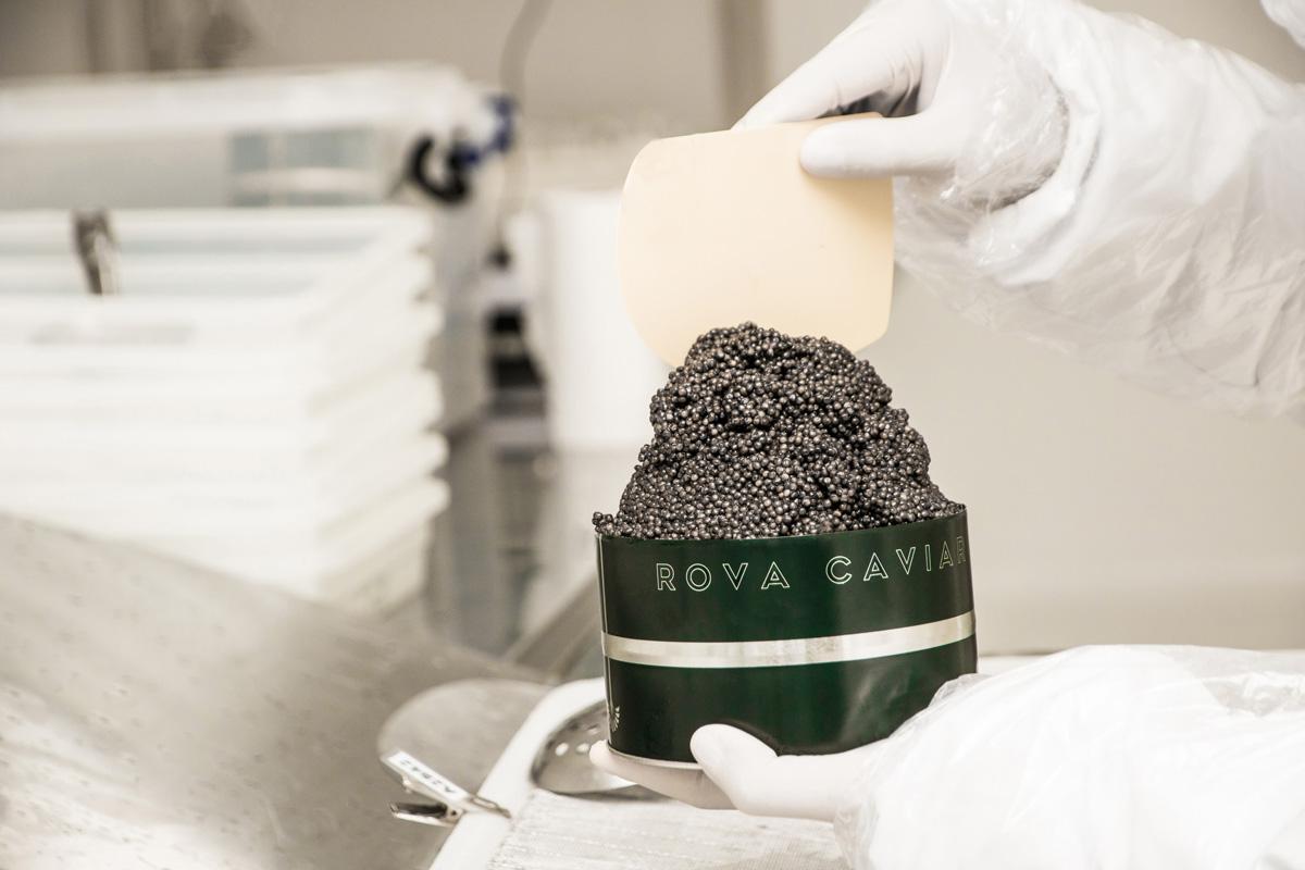 Rova Caviar