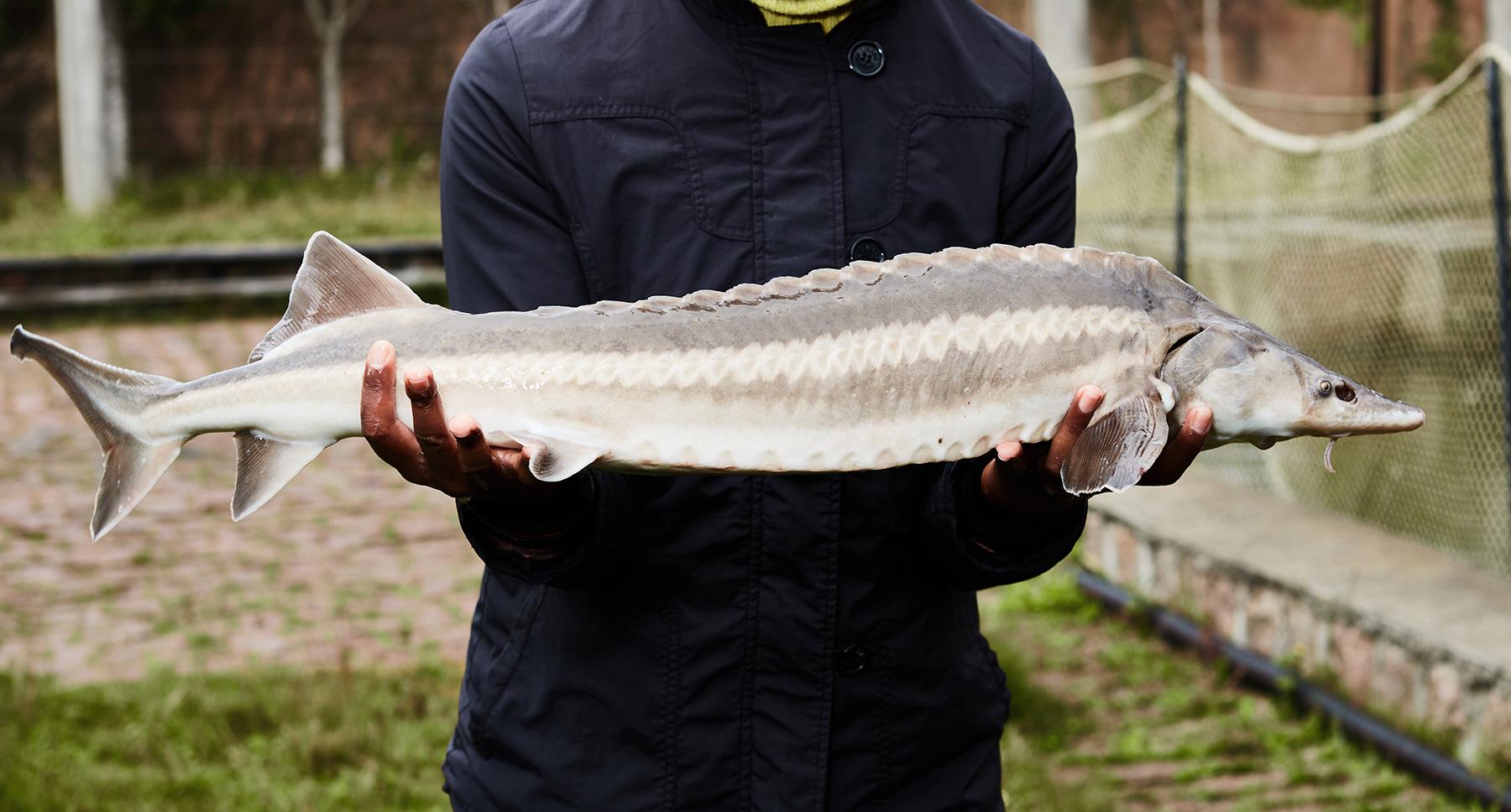 Le Caviar Beluga, le trésor ultime 