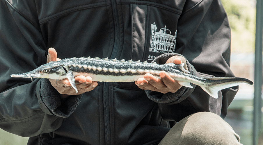Boîte de caviar Baeri ouverte sur lit de glace pilée