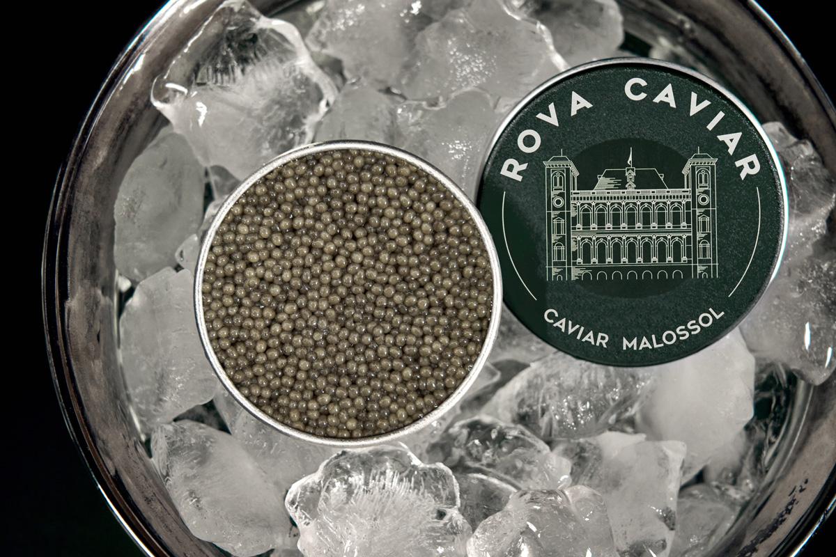 Boîte de caviar Shipova aux teintes claires ouverte sur lit de glaçon