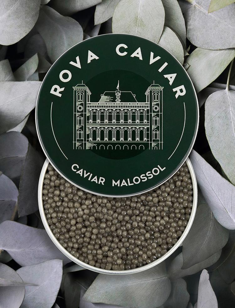 Boîte semi ouverte de caviar Shipova Royal sur fond naturel