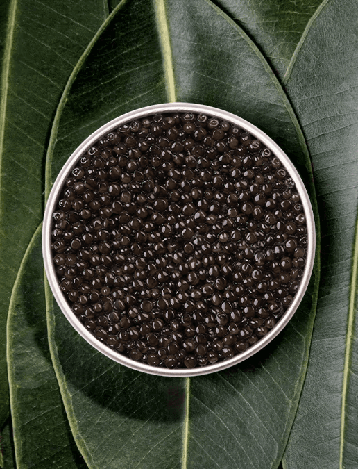 Boîte ouverte de caviar Baeri Royal  sur fond naturel 