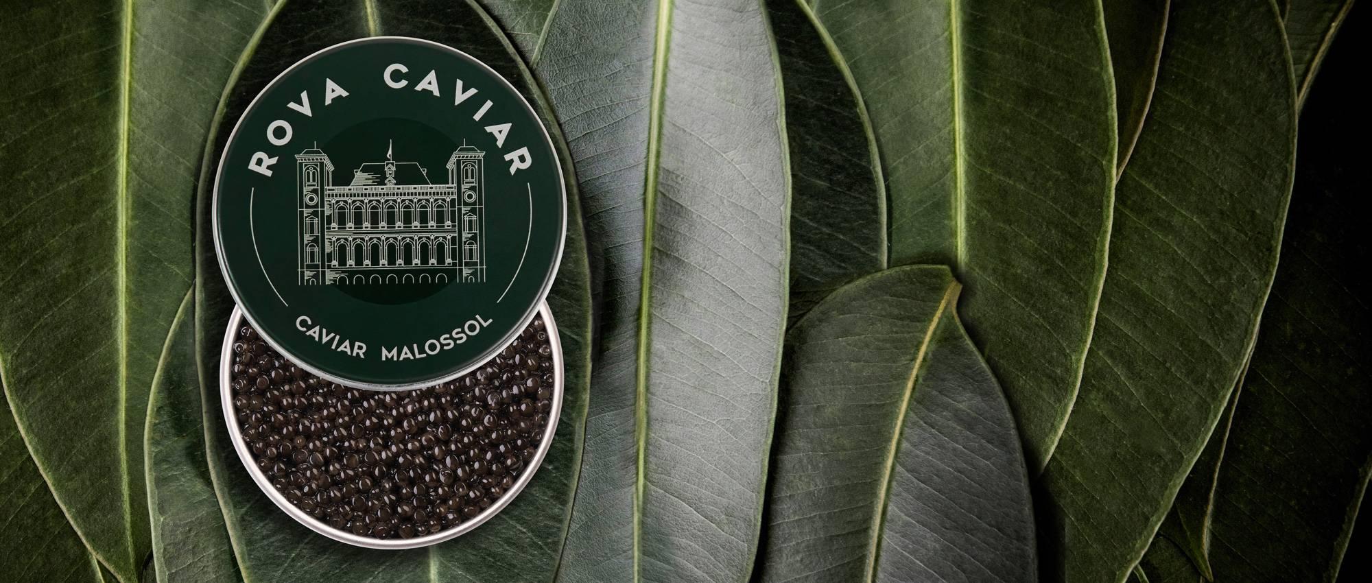 Baeri Royal - Rova Caviar