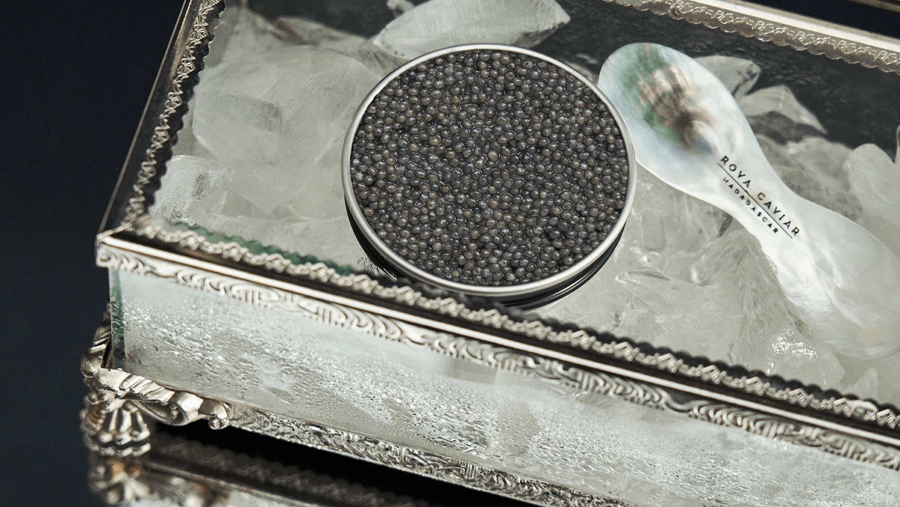 Boîte de caviar ouverte de Persicus aux reflets verts