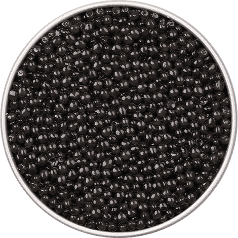 Packshot de boîte de caviar Persicus Royal