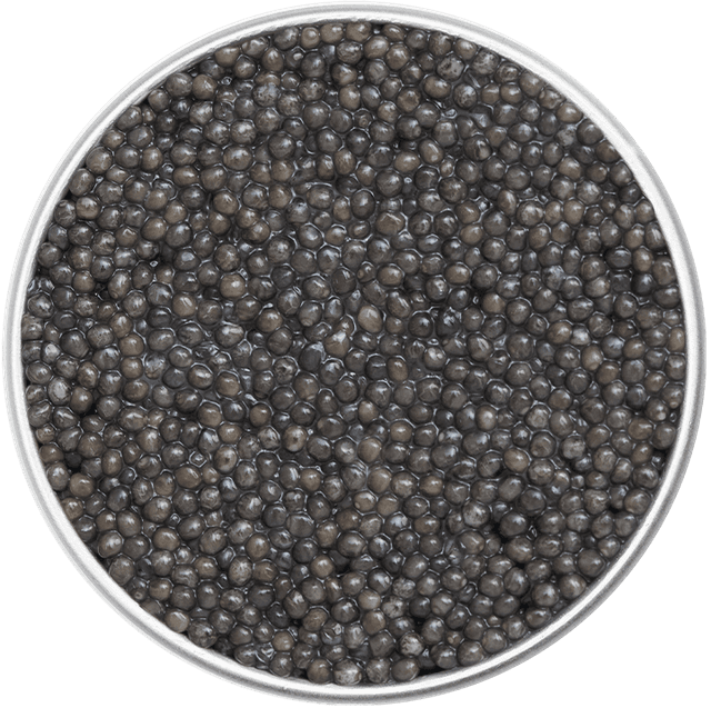 Packshot de boîte de caviar Sévruga Royal