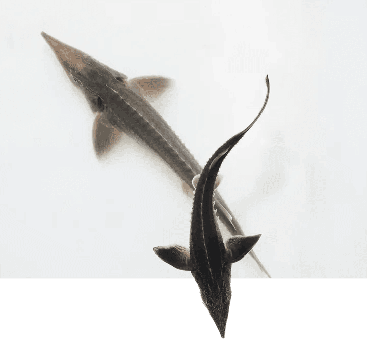 Petits esturgeons Acipenser Baeri