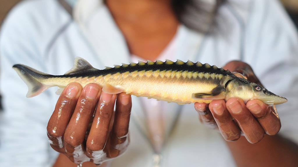 Petit esturgeon Acipenser Nudiventris tenue dans des mains