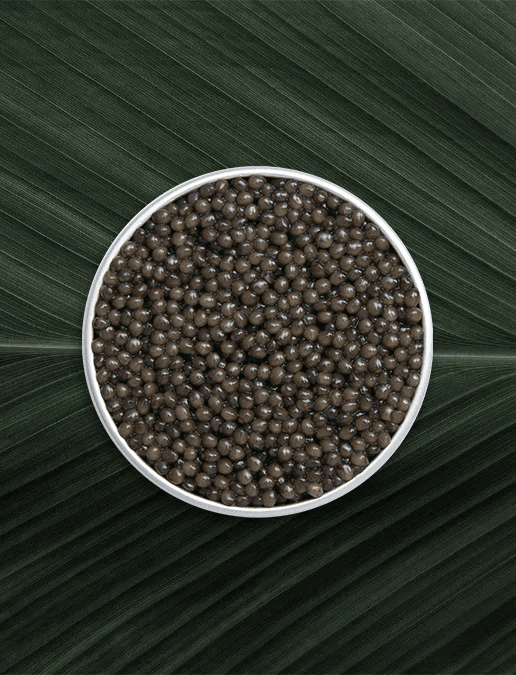 Boîte de caviar Osciètre Impérial sur fond naturel