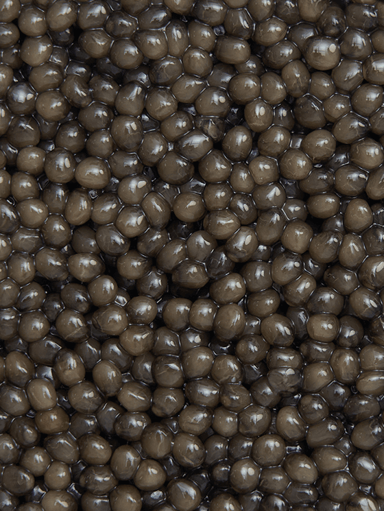 Zoom sur les grains de caviar Osciètre Impérial